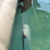 Blaue Farbstoff-Spritze – Präzise Lecksuche für Pools & Wasseranlagen